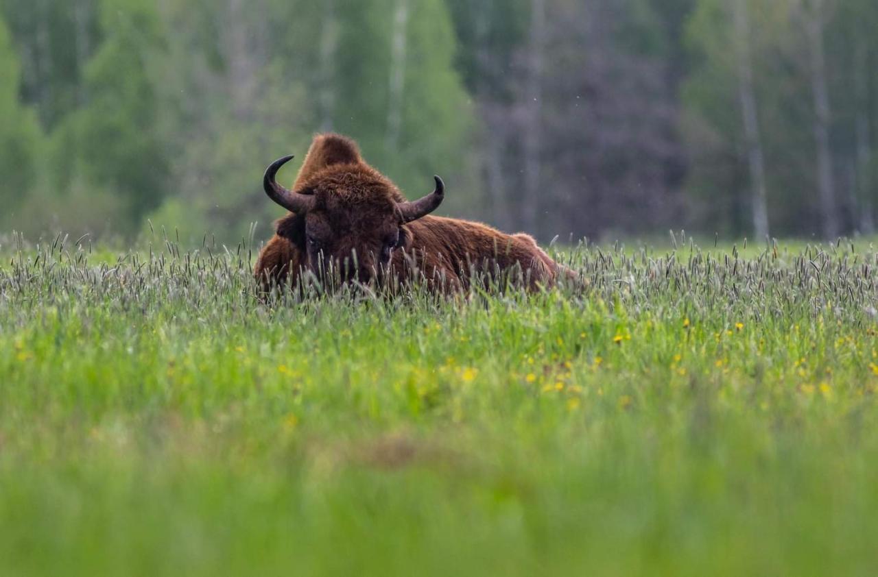 Appartamento Zubrowe Siolo - Dom Nad Lakami Białowieża Esterno foto