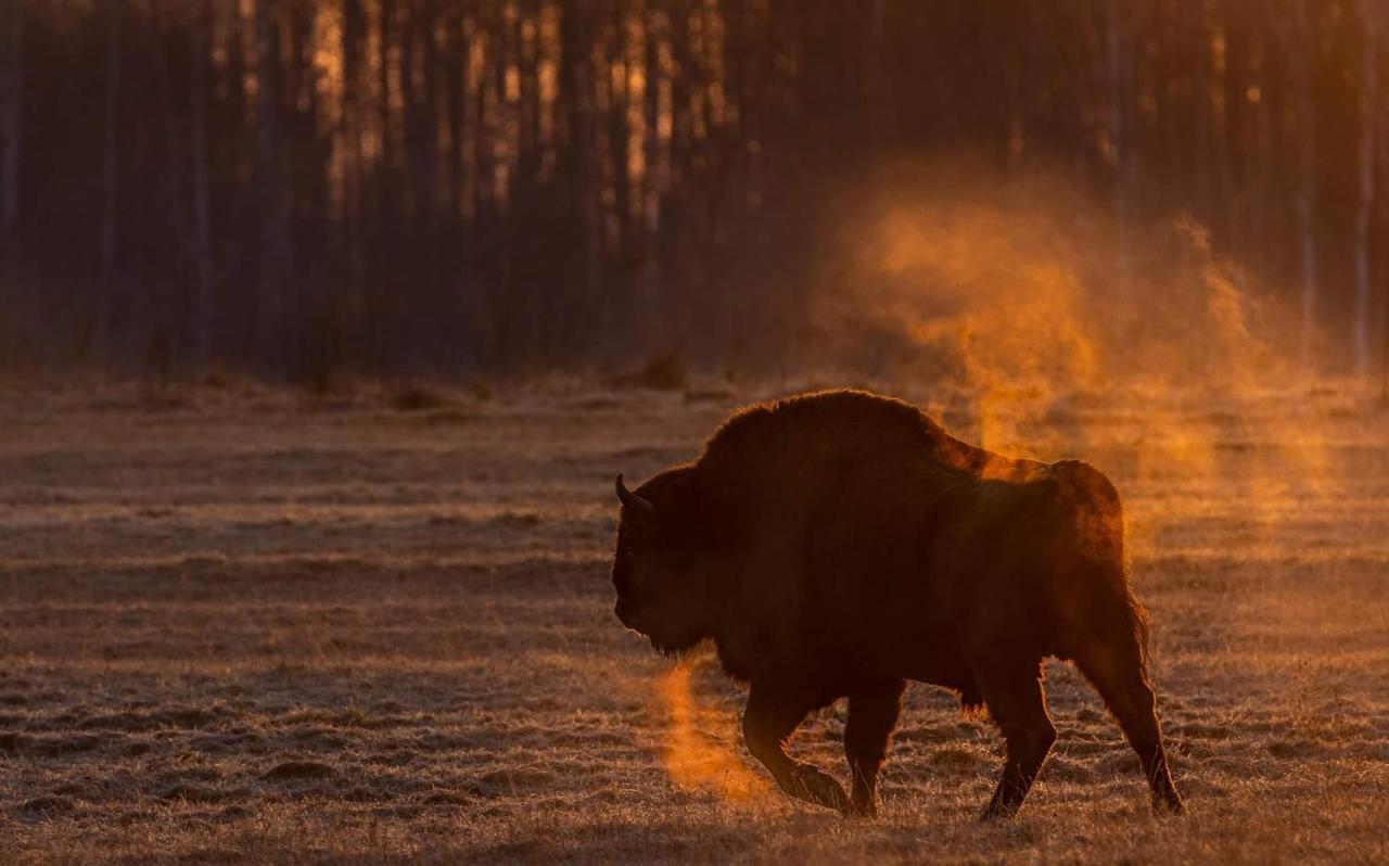 Appartamento Zubrowe Siolo - Dom Nad Lakami Białowieża Esterno foto