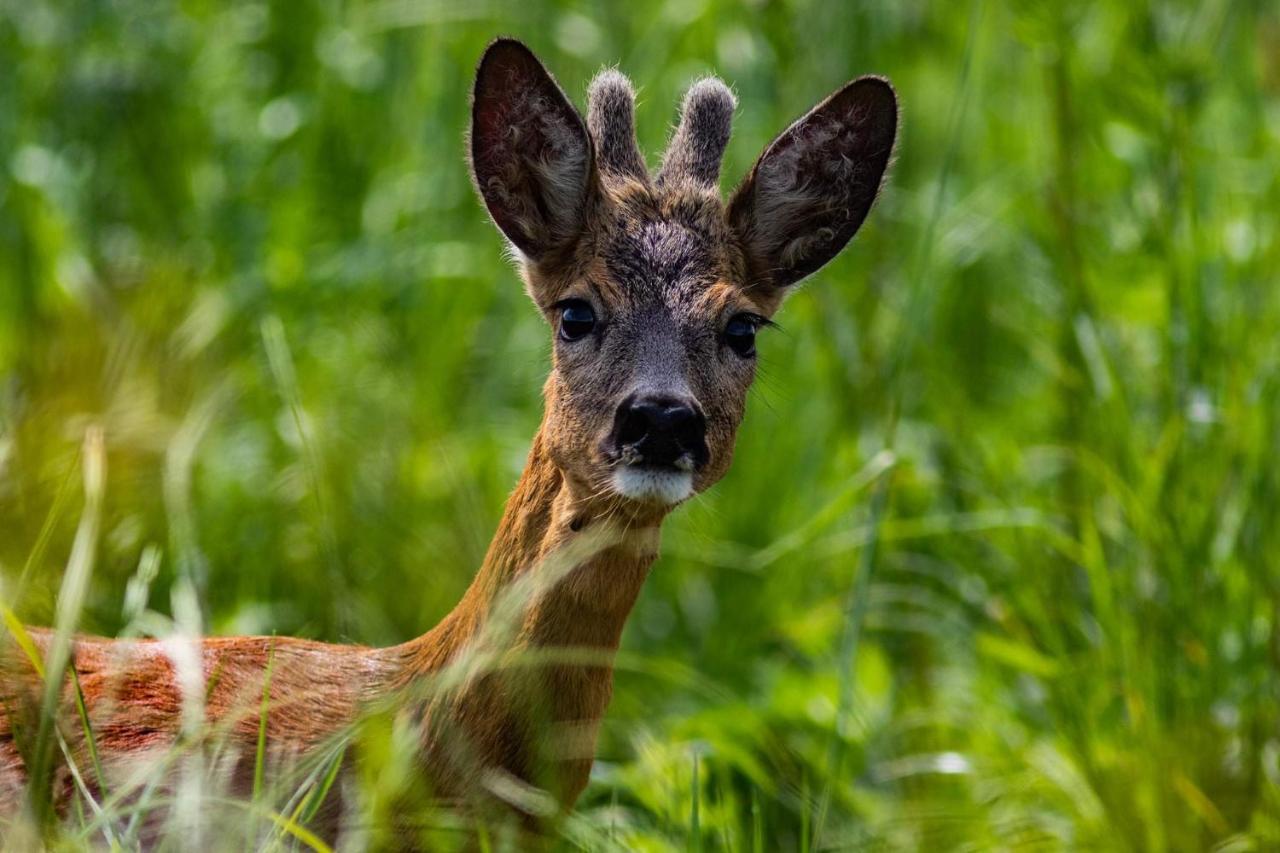 Appartamento Zubrowe Siolo - Dom Nad Lakami Białowieża Esterno foto